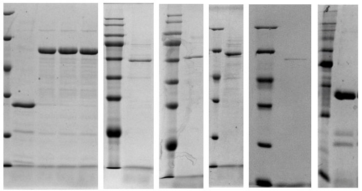 江苏人生就是博|生物医药|重组胶原蛋白|unicollagen